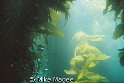 Sunlight though Kelp Forest in Catalina by Mike Magee 